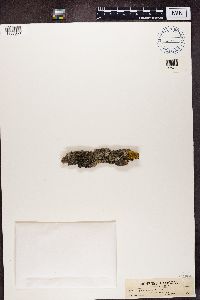 Physcia stellaris image