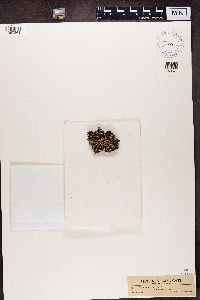 Cladonia subcariosa image