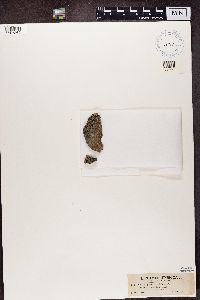 Lecidea platycarpa image