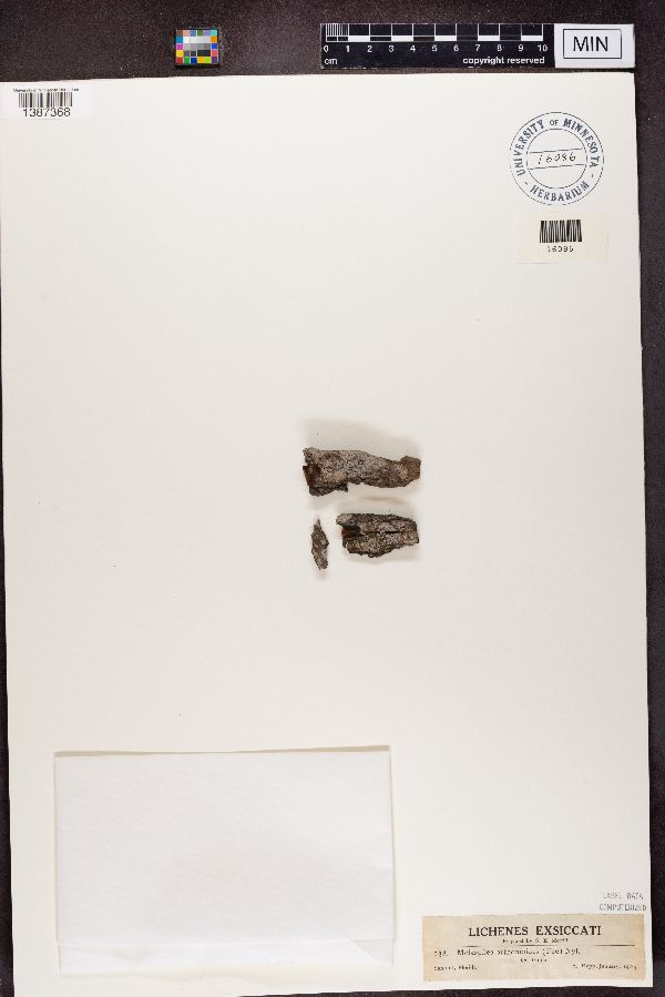 Melaspilea urceolata image