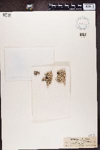 Heterodermia hypoleuca image