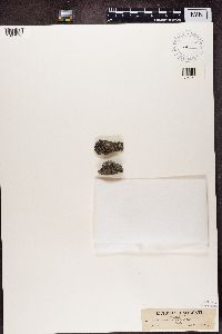 Lecanora coilocarpa image