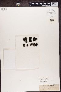 Collema flaccidum image