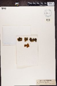 Rusavskia elegans image