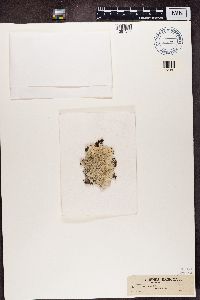 Media resource of Heterodermia diademata