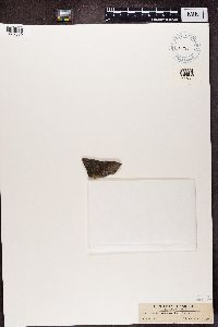 Buellia ocellata image