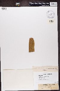 Pyrenula glabrata image