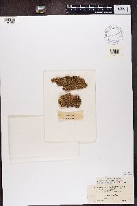 Punctelia subflava image