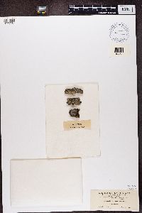 Arthothelium spectabile image