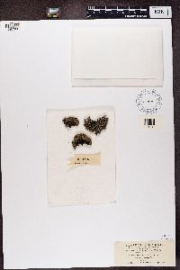 Stereocaulon paschale image