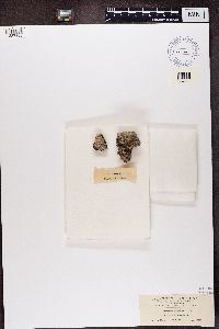 Icmadophila ericetorum image