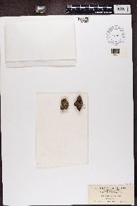 Pycnothelia papillaria image