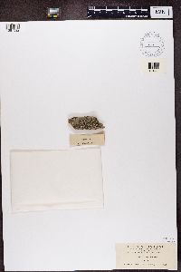 Physcia tenella image