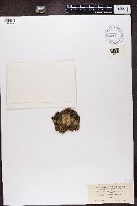 Blastenia ferruginea image