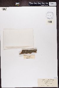 Trapeliopsis granulosa image