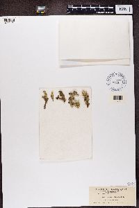 Cladonia caroliniana image