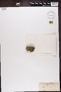 Gyalolechia flavovirescens image