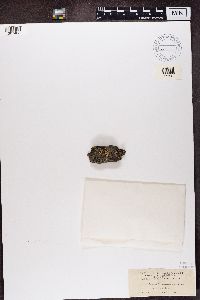 Buellia schaereri image