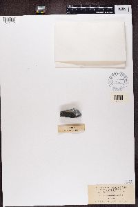 Media resource of Candelariella epixantha