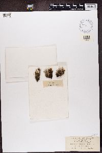 Cladonia squamosa image