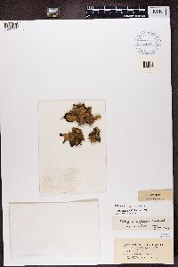 Peltigera aphthosa image