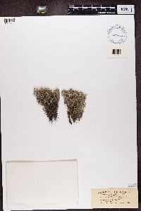 Cladonia rangiferina image