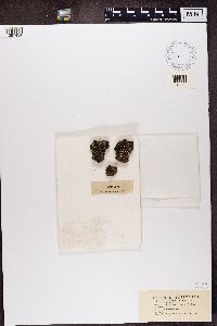 Cladonia subcariosa image