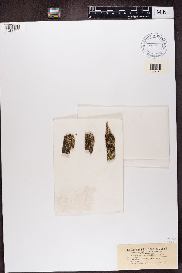 Parmeliopsis ambigua image