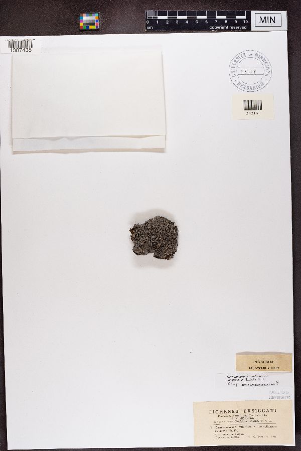 Dermatocarpon miniatum image