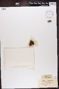 Rinodina conradii image