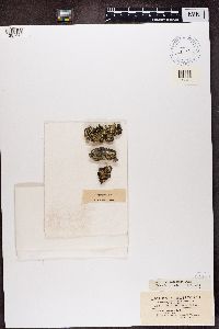 Usnocetraria oakesiana image