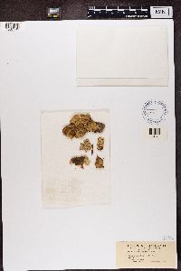 Thumbnail image of current specimen