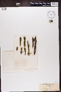 Vulpicida pinastri image