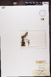 Ramalina dilacerata image