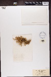 Stereocaulon tomentosum image