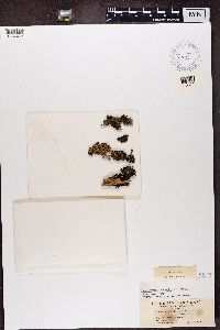 Hypogymnia enteromorphoides image