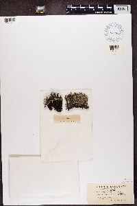 Cladonia squamosa image