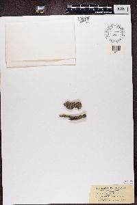 Cliostomum griffithii image