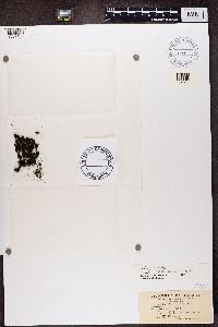 thumbnail image of current specimen