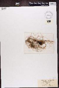 Usnea ceratina image