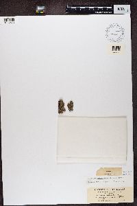 Brigantiaea leucoxantha image