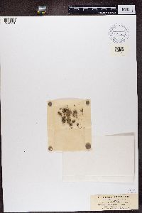 Diploschistes scruposus image