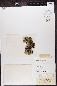 Xanthoparmelia conspersa image