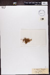 Ramalina farinacea image