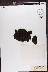 Image of Gyrophora dillenii