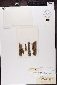 Bacidia subincompta image