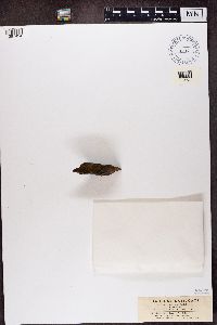 Rhizocarpon oederi image