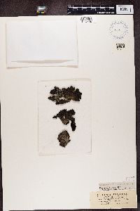 Image of Gyrophora muhlenbergii