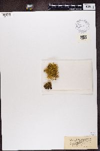 Thumbnail image of current specimen