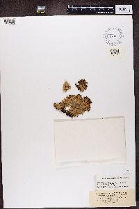 Nephroma expallidum image